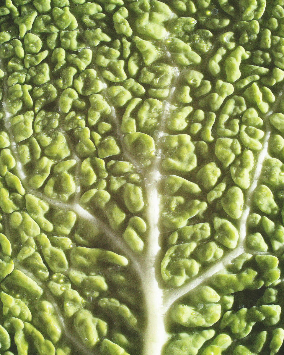 Close up of green cabbage